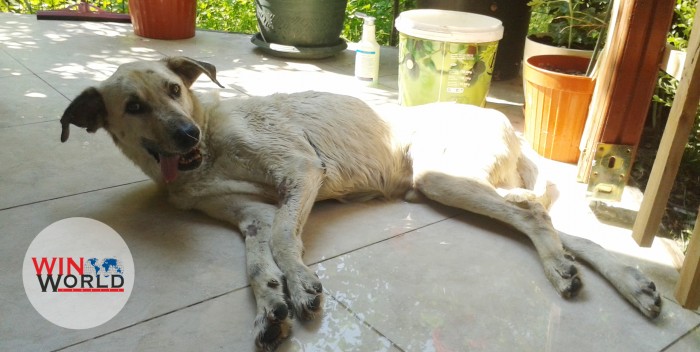 Patiköy Gönüllüleri Dostlarımız İçin Sesleniyor…