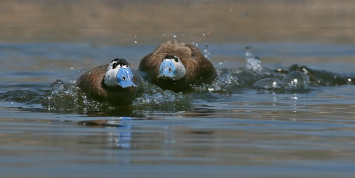 Sulak Alanlar Kuruyor