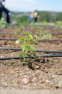 1464681643_Ormanada6