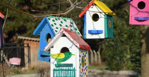 Kuşlar evlerinden memnun mu?